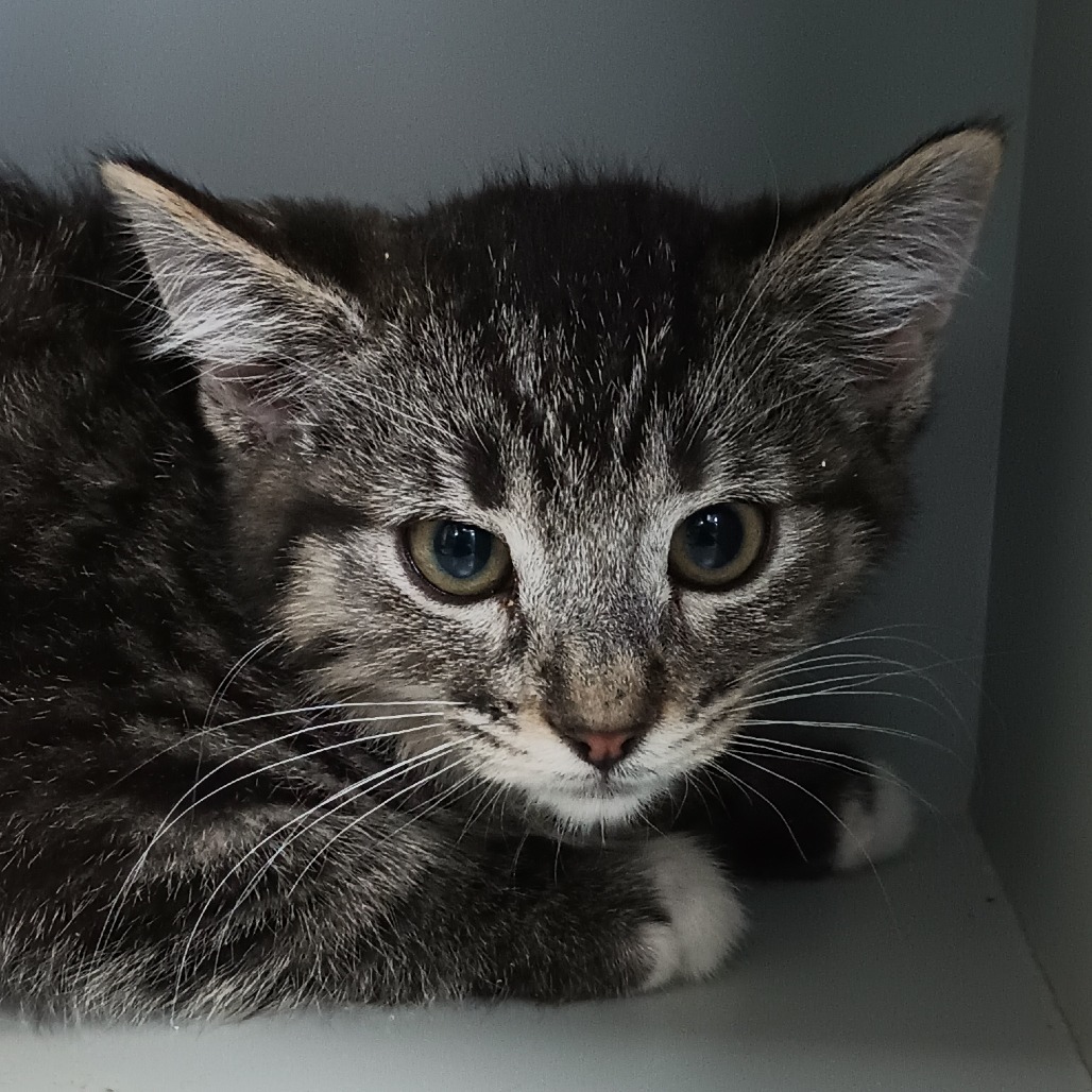 Mica, an adoptable Domestic Short Hair in Reno, NV, 89502 | Photo Image 1