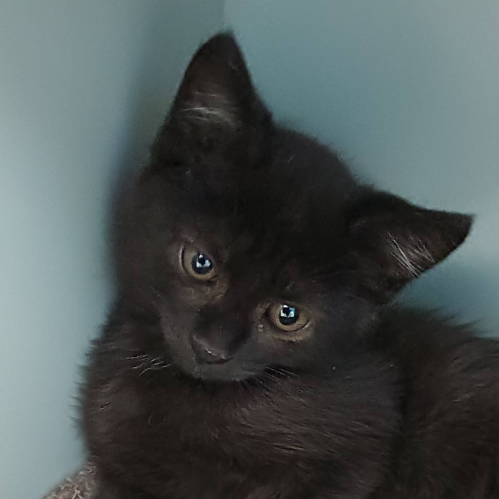 Stream, an adoptable Domestic Short Hair in Reno, NV, 89502 | Photo Image 1