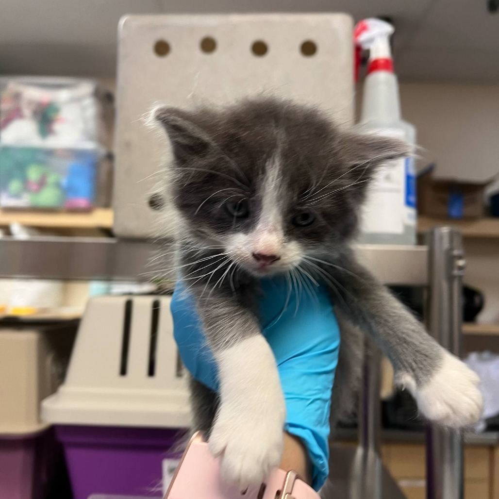 Heptagon, an adoptable American Shorthair in Reno, NV, 89502 | Photo Image 1