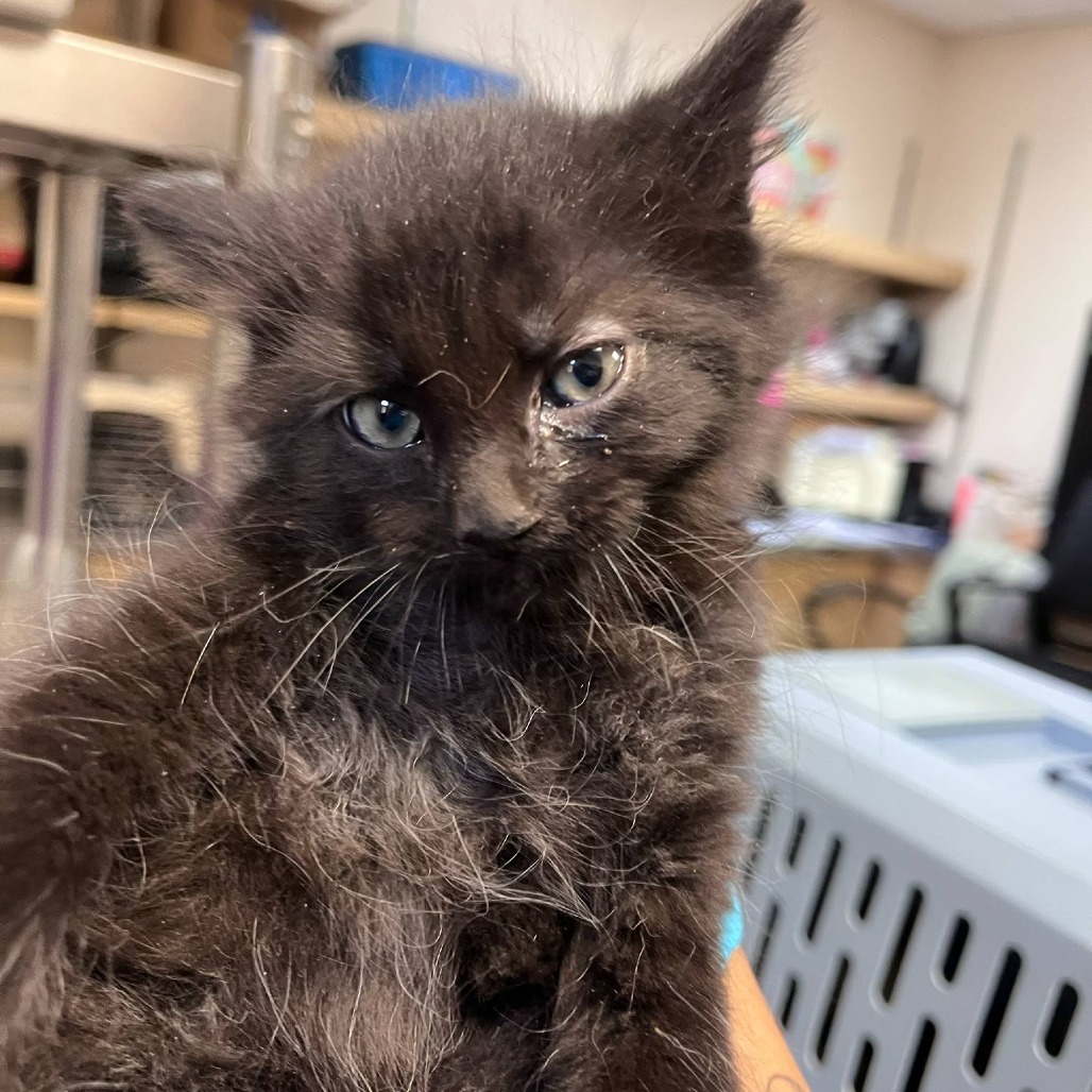Trapezium, an adoptable Domestic Short Hair in Reno, NV, 89502 | Photo Image 1