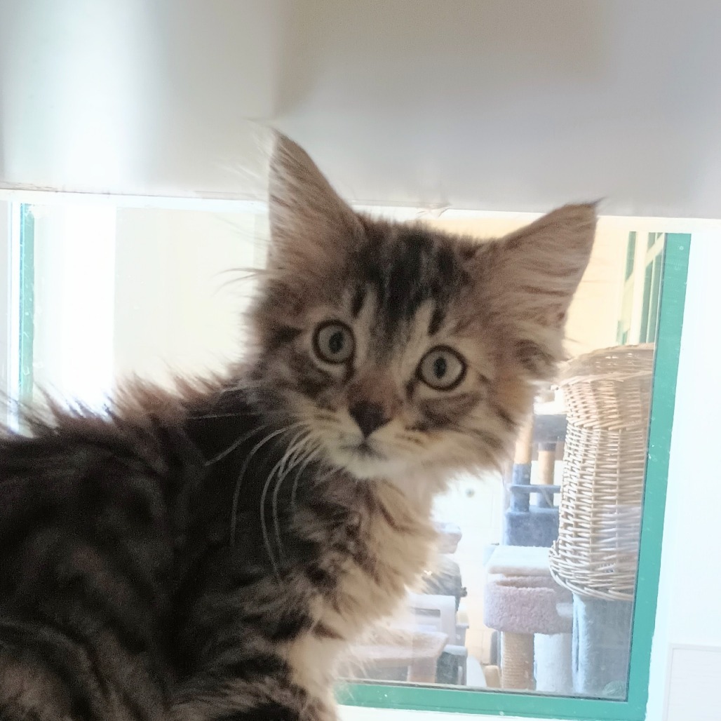 Buzz, an adoptable Domestic Medium Hair in Reno, NV, 89502 | Photo Image 1