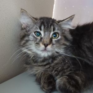 Basalt, Baby Male Domestic Short Hair