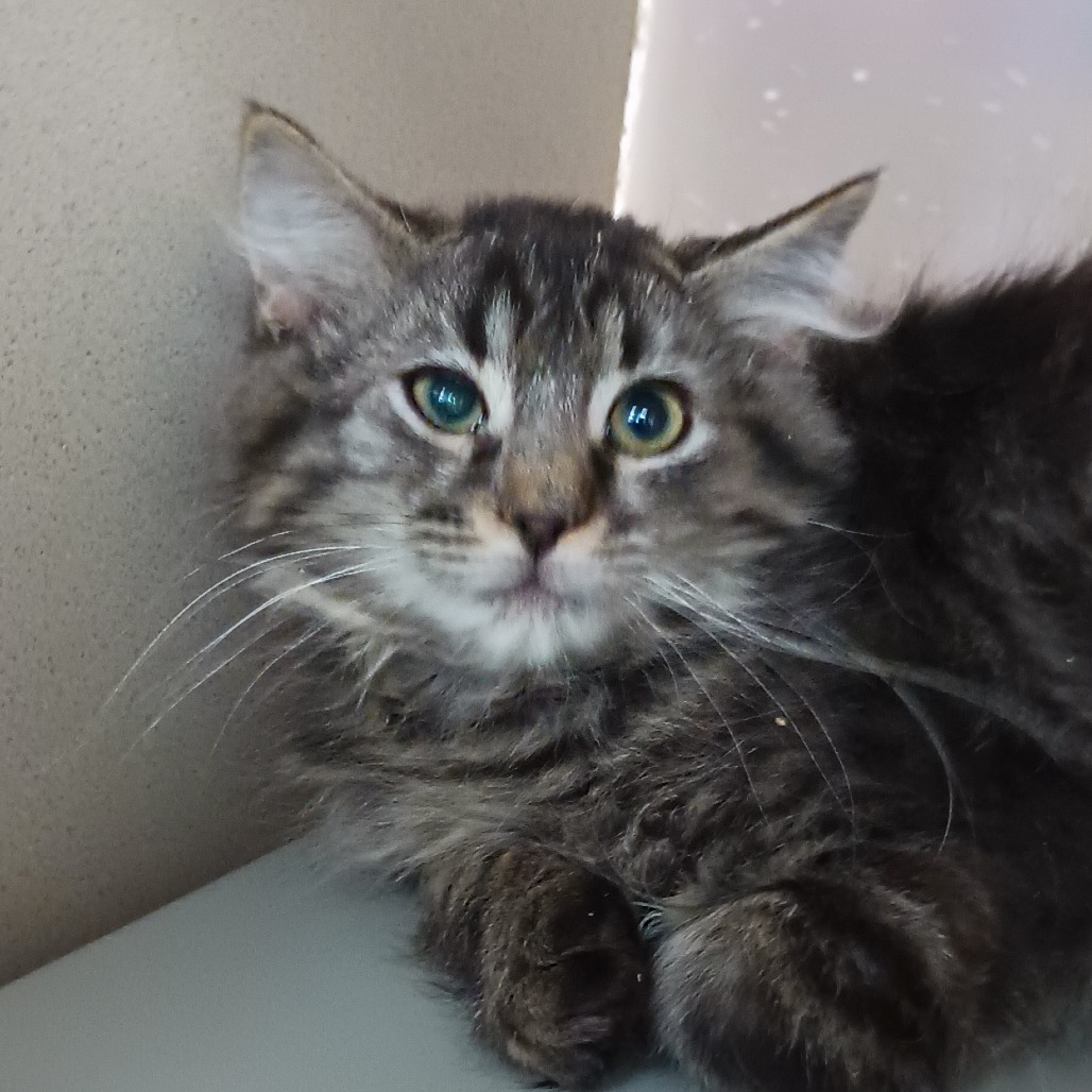 Basalt, an adoptable Domestic Short Hair in Reno, NV, 89502 | Photo Image 1