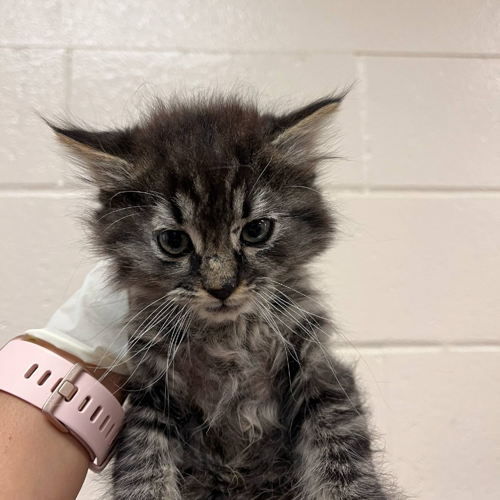 Basalt, an adoptable Domestic Short Hair in Reno, NV, 89502 | Photo Image 2