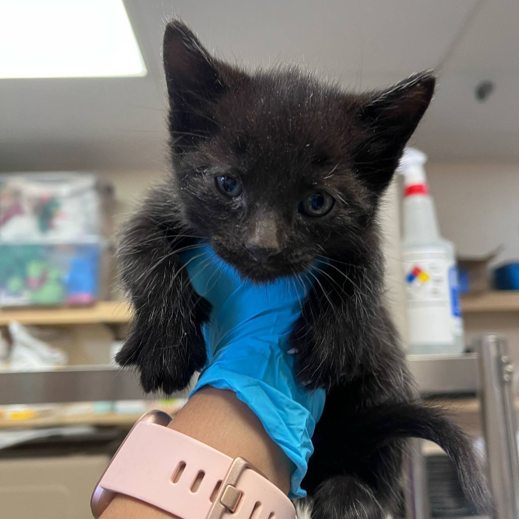 Hexagon, an adoptable American Shorthair in Reno, NV, 89502 | Photo Image 1