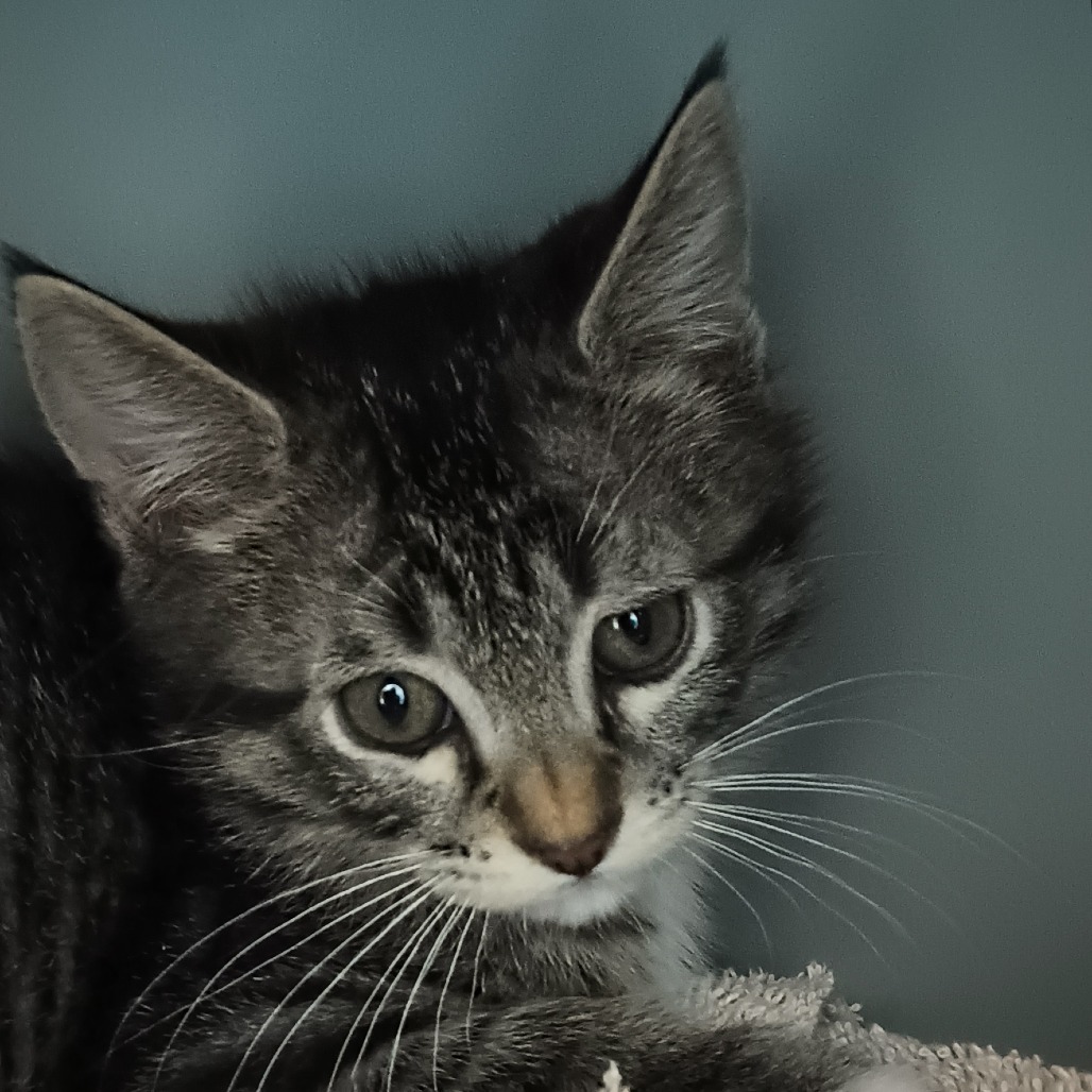 Woody, an adoptable Domestic Short Hair in Reno, NV, 89502 | Photo Image 1