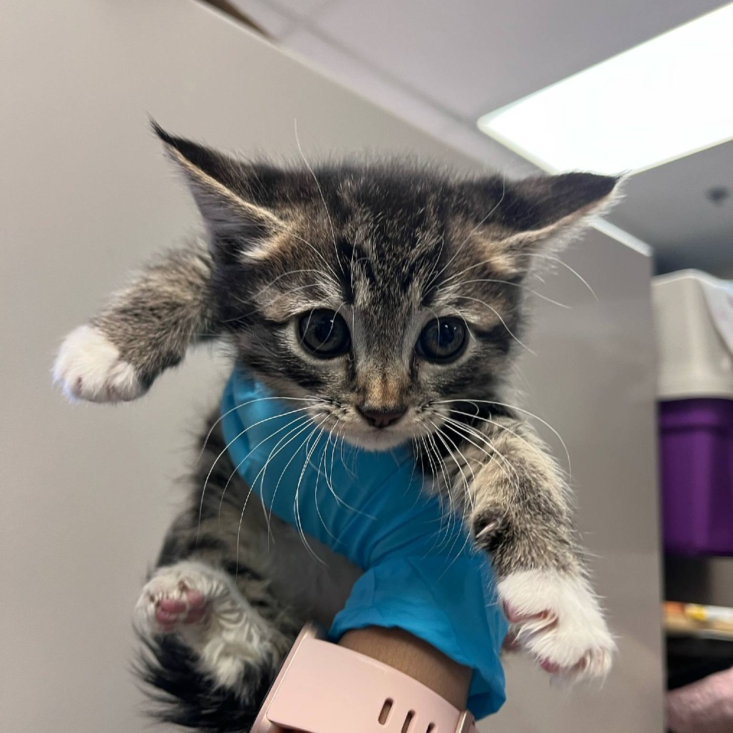 Woody, an adoptable Domestic Short Hair in Reno, NV, 89502 | Photo Image 2
