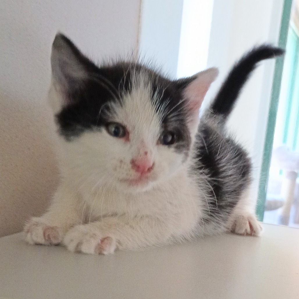 Twilight Woods, an adoptable American Shorthair in Reno, NV, 89502 | Photo Image 1