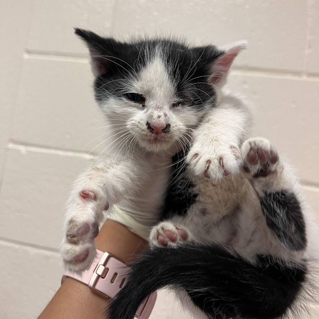 Twilight Woods, an adoptable American Shorthair in Reno, NV, 89502 | Photo Image 2