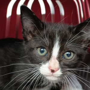 Chanterelle, Baby Male Domestic Short Hair