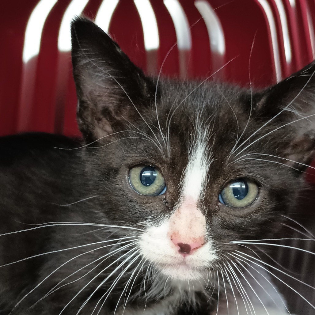 Chanterelle, an adoptable Domestic Short Hair in Reno, NV, 89502 | Photo Image 1
