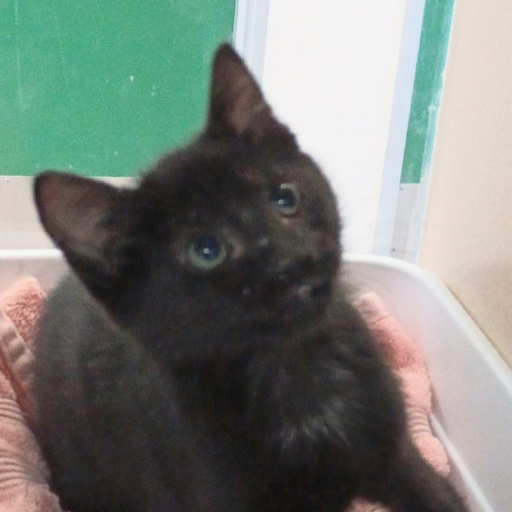 Wild, an adoptable Domestic Short Hair in Reno, NV, 89502 | Photo Image 1