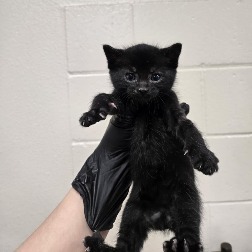 Wild, an adoptable Domestic Short Hair in Reno, NV, 89502 | Photo Image 2