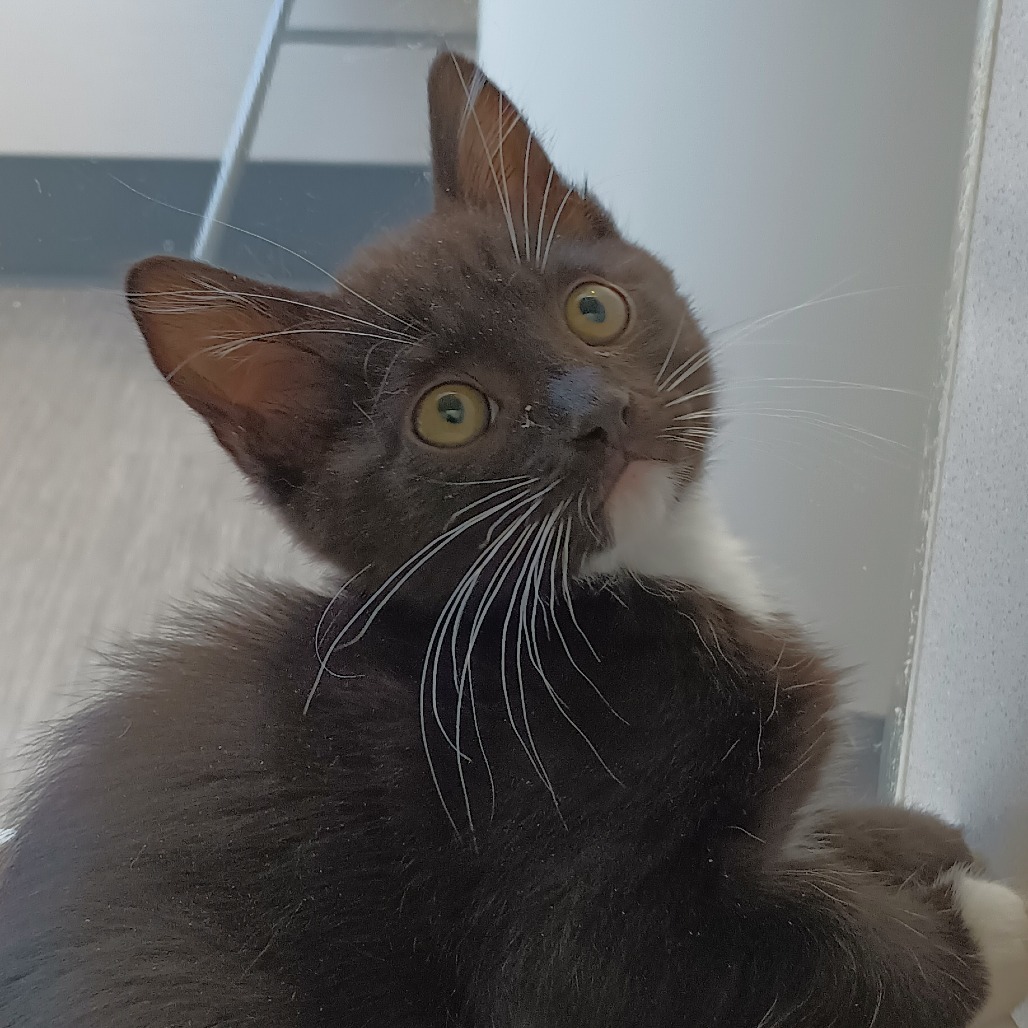 Pond, an adoptable Domestic Short Hair in Reno, NV, 89502 | Photo Image 1