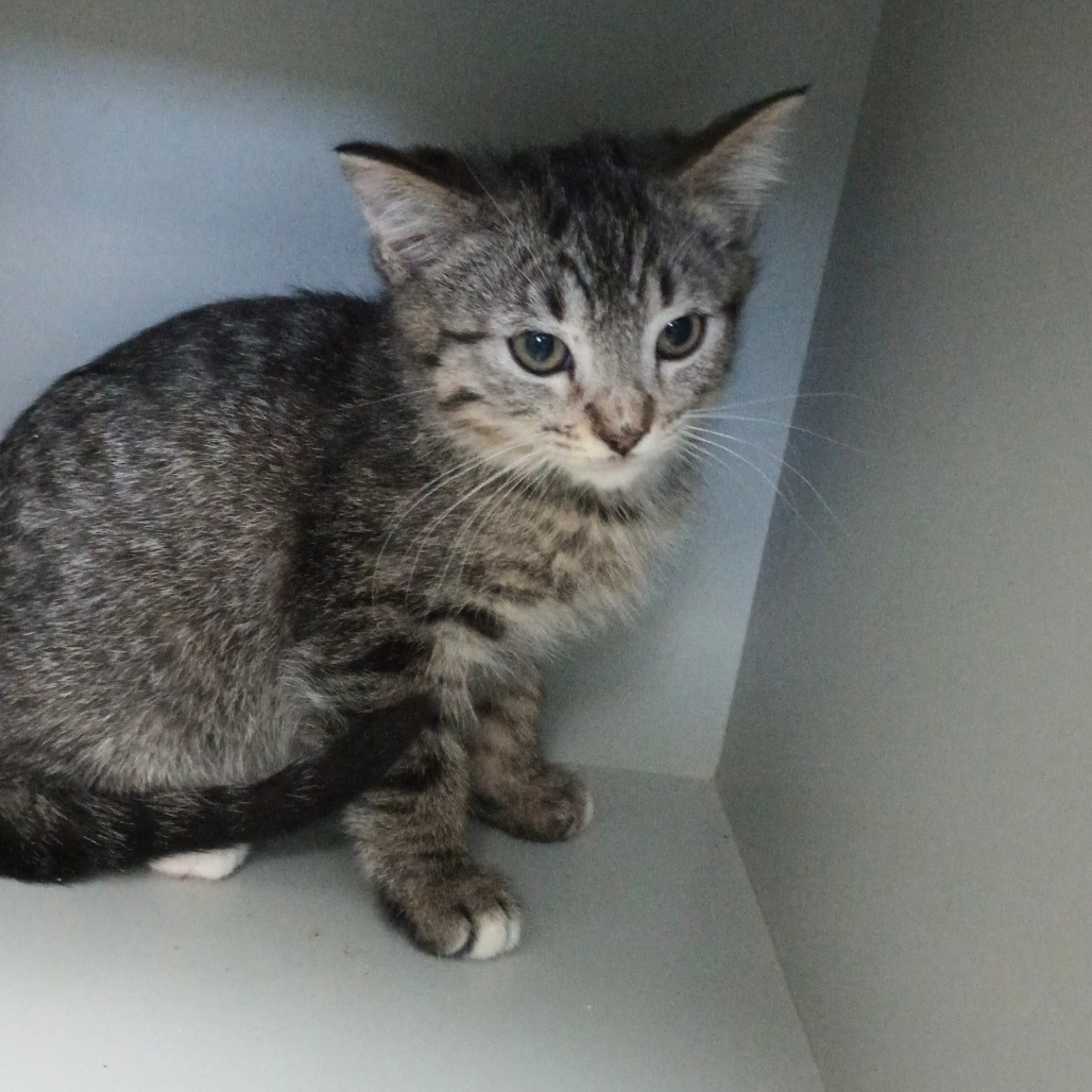 Slate, an adoptable Domestic Short Hair in Reno, NV, 89502 | Photo Image 1