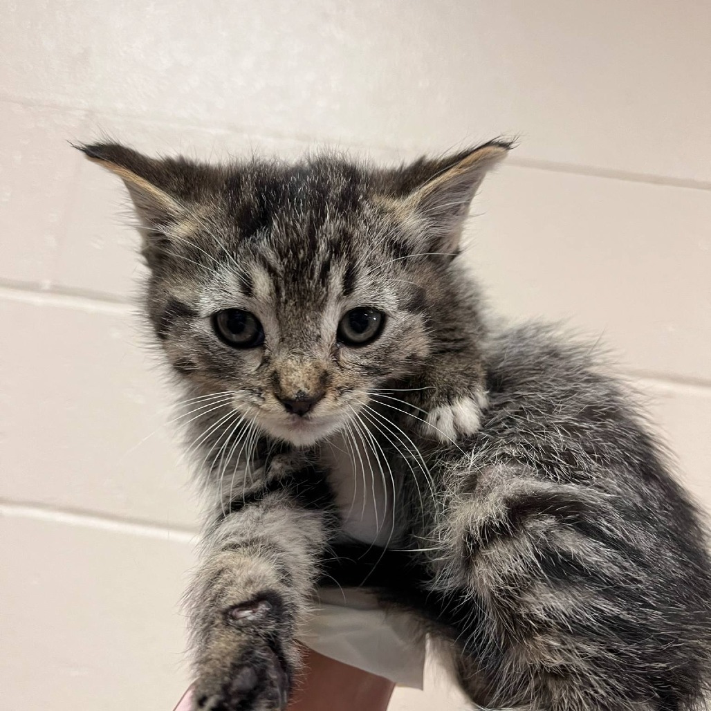 Slate, an adoptable Domestic Short Hair in Reno, NV, 89502 | Photo Image 2