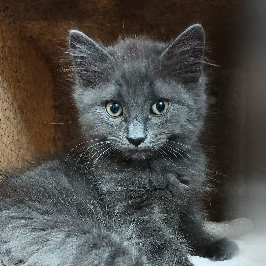 Polygon, an adoptable Domestic Short Hair in Reno, NV, 89502 | Photo Image 1