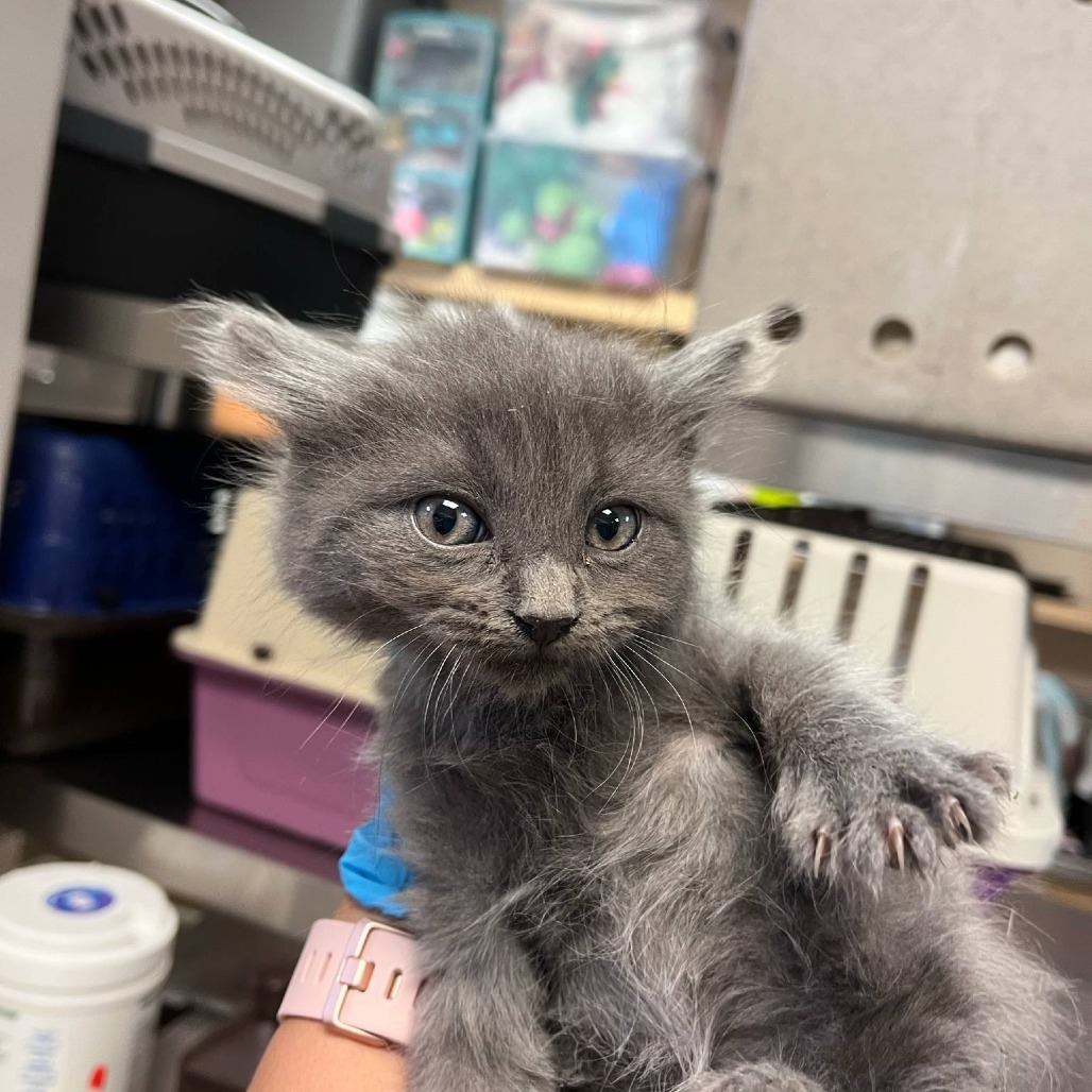 Polygon, an adoptable Domestic Short Hair in Reno, NV, 89502 | Photo Image 2