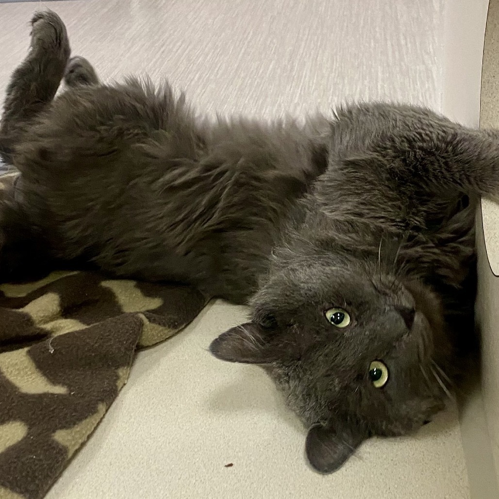Kilo, an adoptable Domestic Medium Hair in Reno, NV, 89502 | Photo Image 1