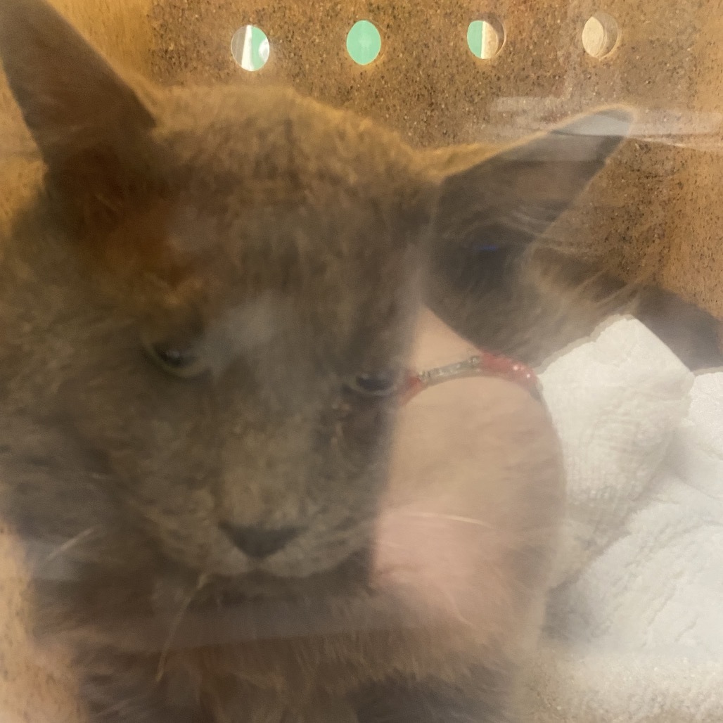 Kilo, an adoptable Domestic Medium Hair in Reno, NV, 89502 | Photo Image 2
