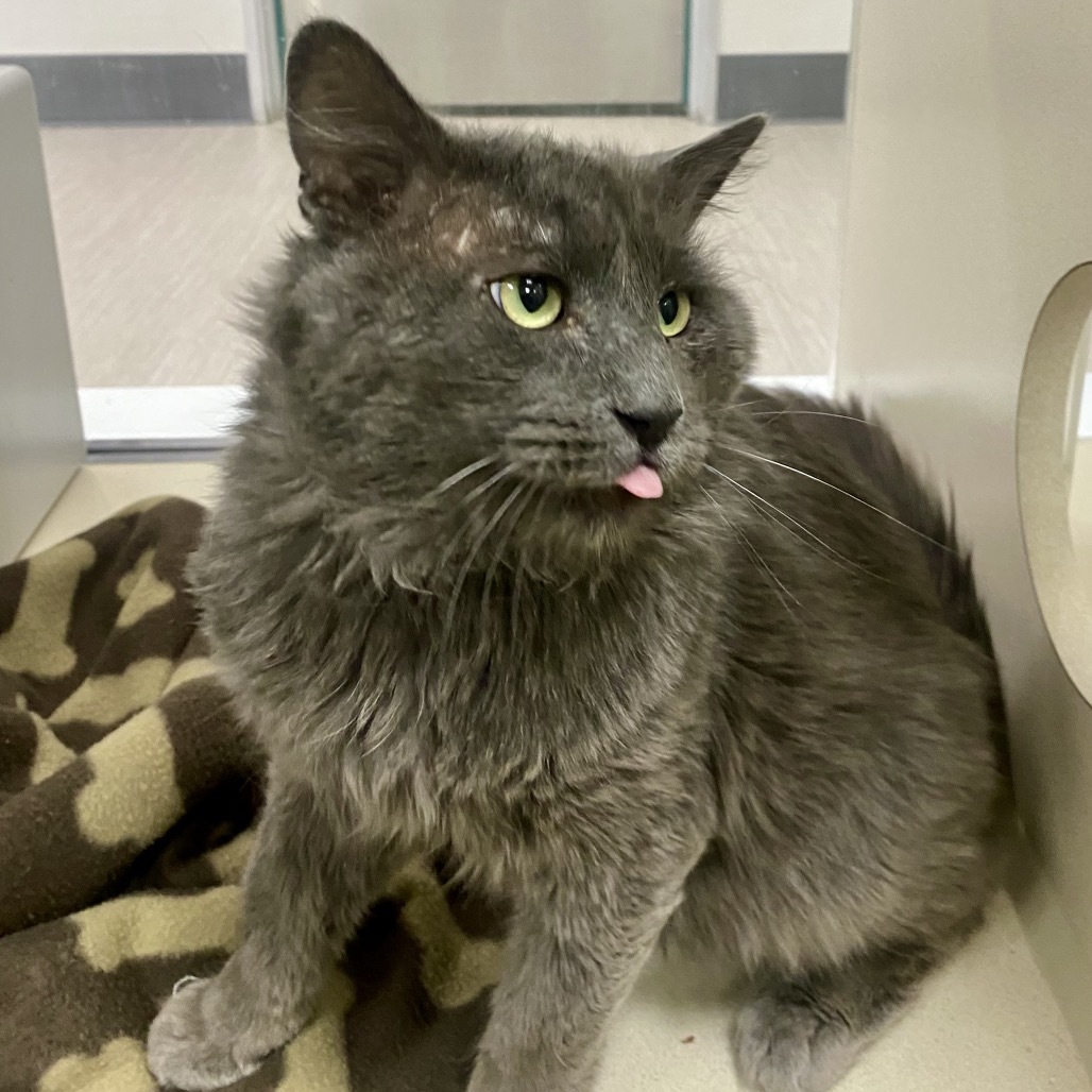 Kilo, an adoptable Domestic Medium Hair in Reno, NV, 89502 | Photo Image 3