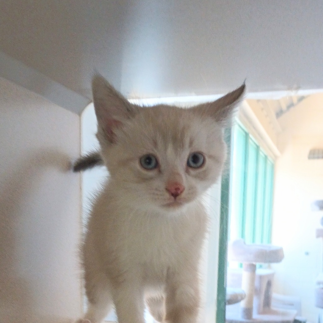 Freesia, an adoptable American Shorthair in Reno, NV, 89502 | Photo Image 1