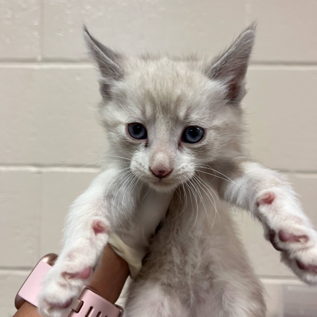Freesia, an adoptable American Shorthair in Reno, NV, 89502 | Photo Image 2