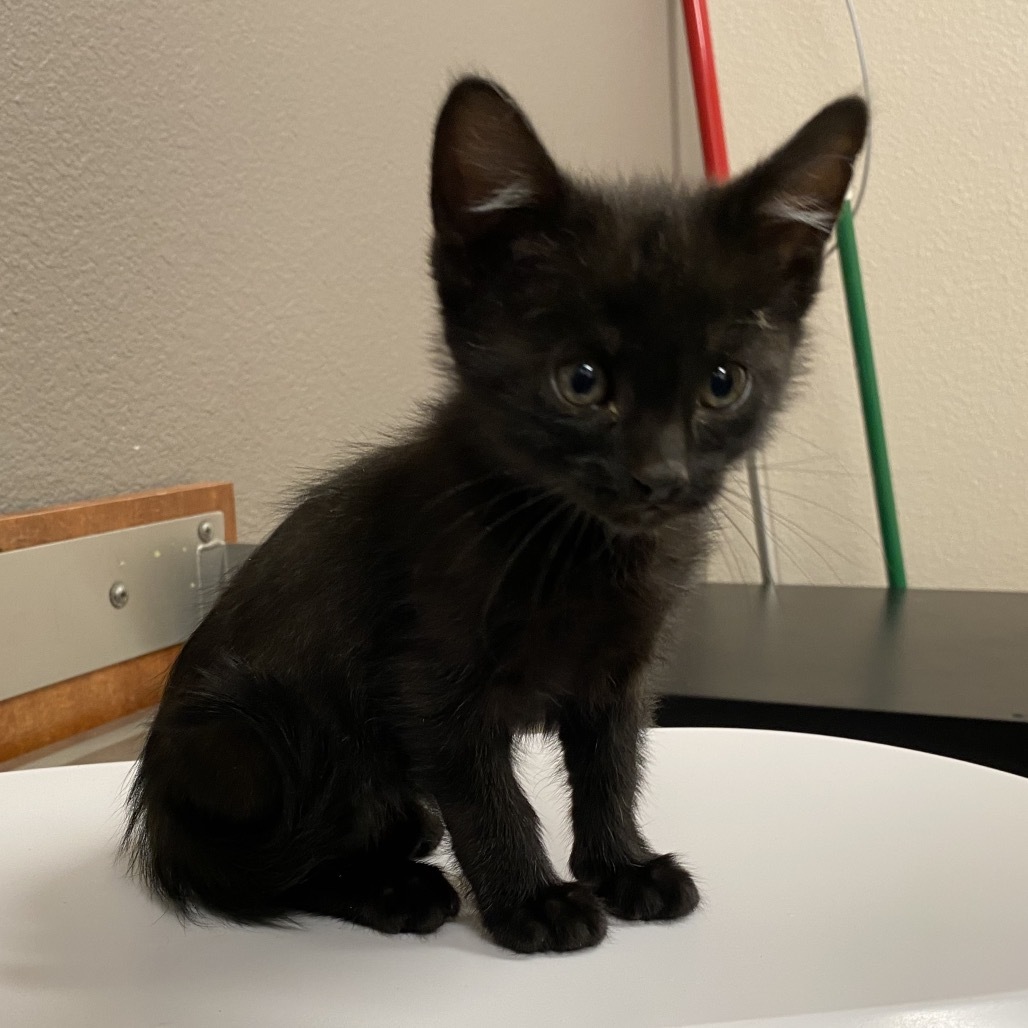 Yellowstone, an adoptable Domestic Short Hair in Reno, NV, 89502 | Photo Image 1