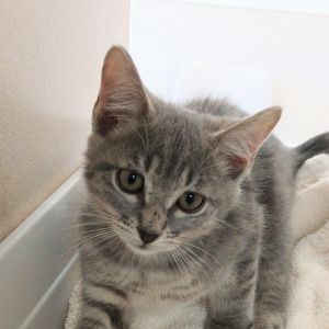 Starlet, Baby Female Domestic Short Hair