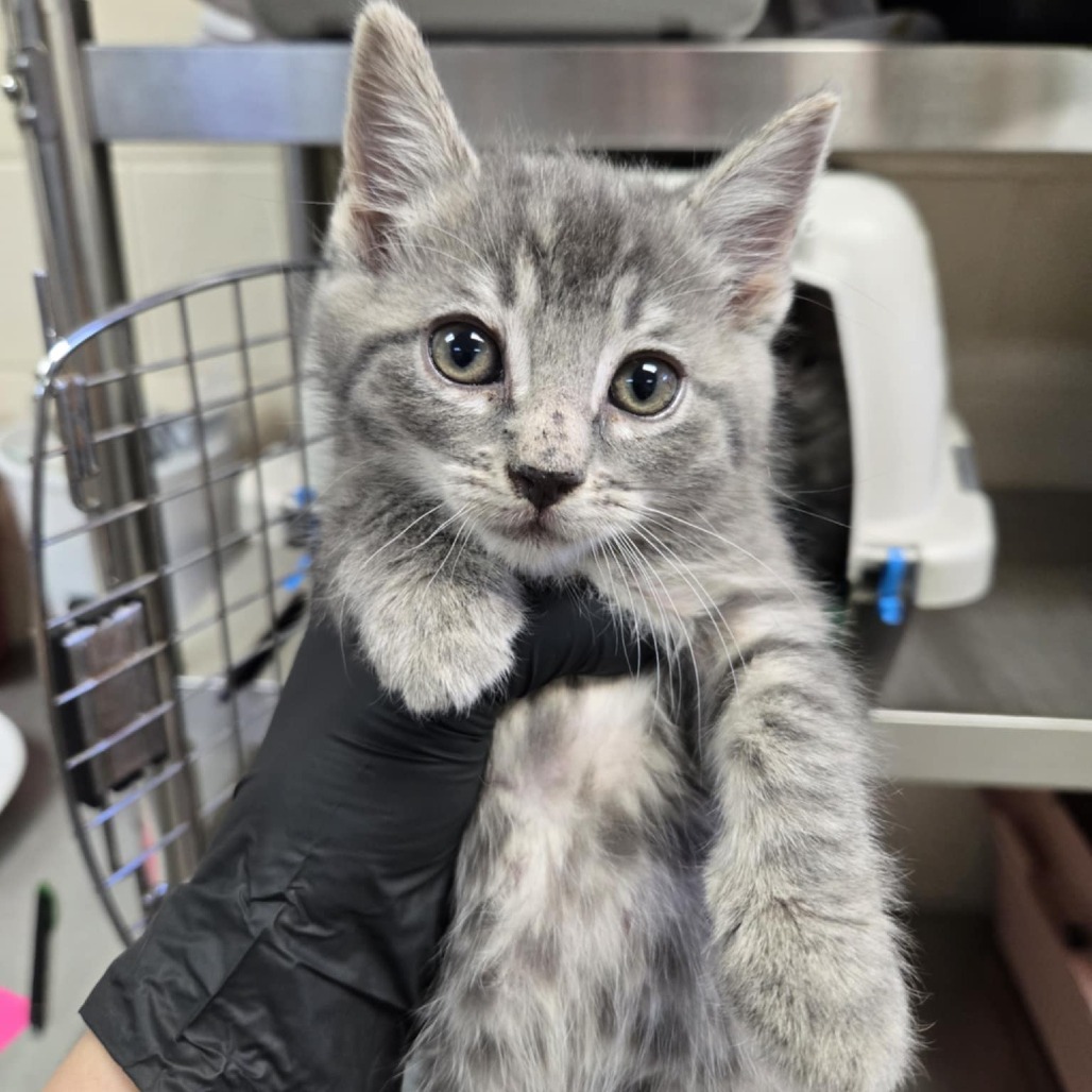 Starlet, an adoptable Domestic Short Hair in Reno, NV, 89502 | Photo Image 2