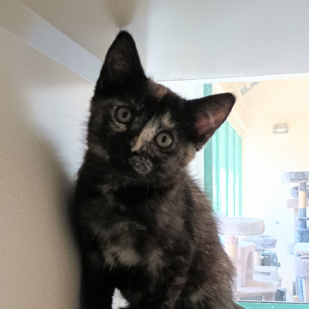 Jessie, an adoptable Domestic Short Hair in Reno, NV, 89502 | Photo Image 1