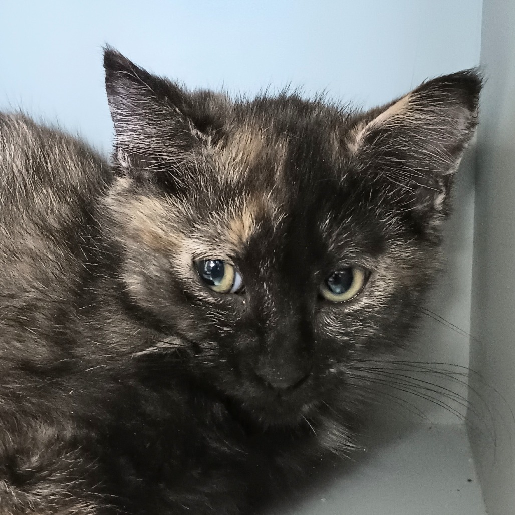 Granite, an adoptable Domestic Short Hair in Reno, NV, 89502 | Photo Image 1