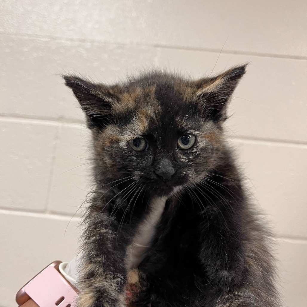 Granite, an adoptable Domestic Short Hair in Reno, NV, 89502 | Photo Image 2