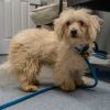 coton