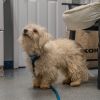 coton