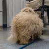 coton