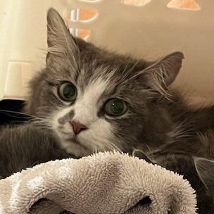 Dust Bunny