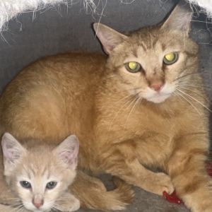 Lucy, Adult Female Domestic Short Hair