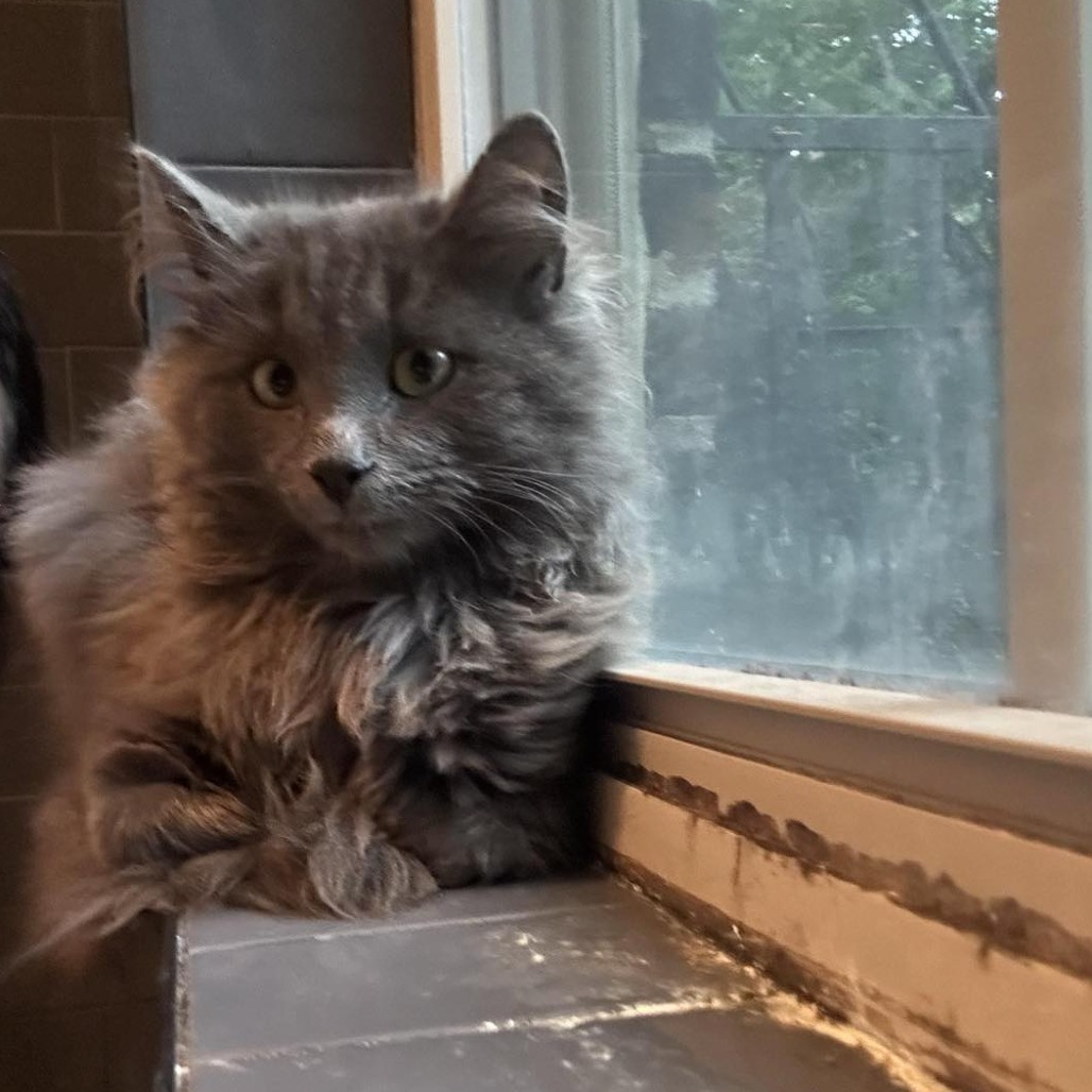 Apollo