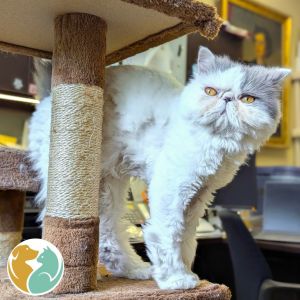 Beau - Special Needs, Adult Male Persian