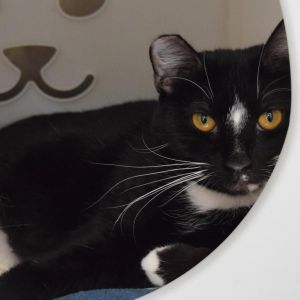 Amalthea, Adult Female Domestic Short Hair