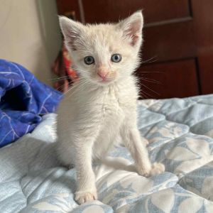 Pogo, Baby Male Domestic Short Hair