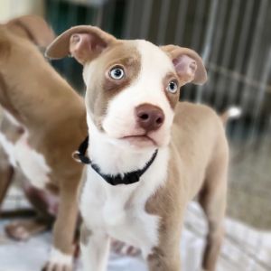 Percy Mixed Breed Dog