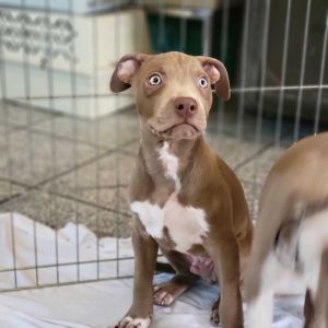 Teddy Mixed Breed Dog