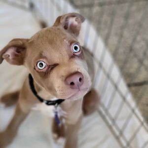 Tommy is looking for his puppy-ready household which can devote all the time and patience it takes
