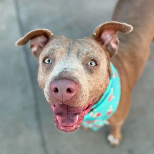 Sandy is a sweet gentle soul with a big grin and a happy-go-lucky spirit A young mama at just 2