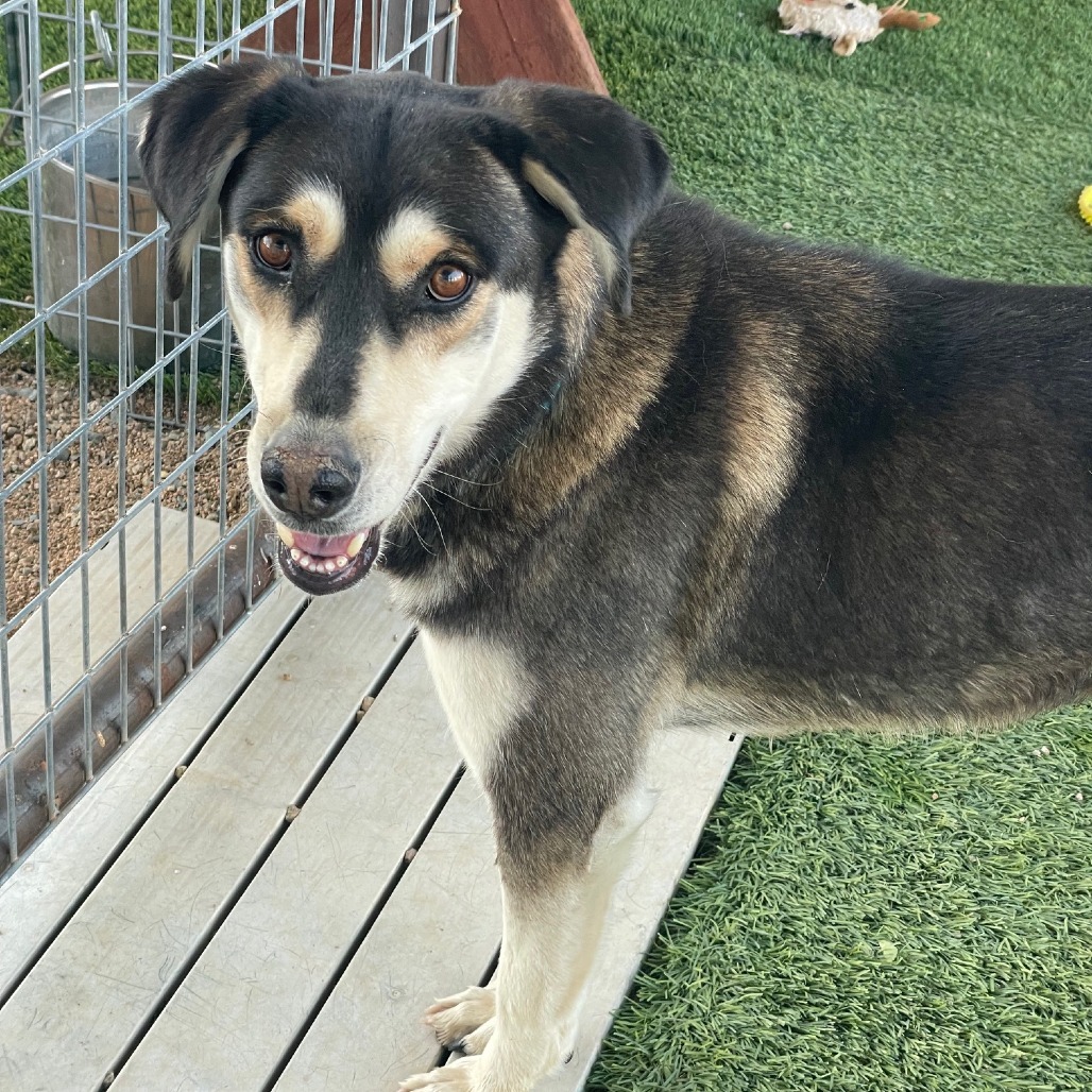 Polly Ann, an adoptable Mixed Breed in Prescott, AZ, 86304 | Photo Image 2