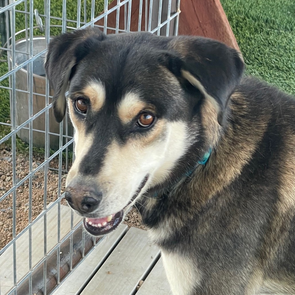 Polly Ann, an adoptable Mixed Breed in Prescott, AZ, 86304 | Photo Image 3