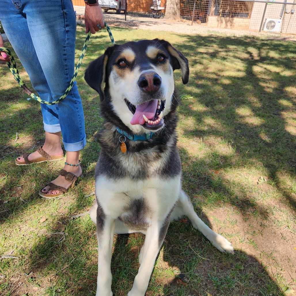 Polly Ann, an adoptable Mixed Breed in Prescott, AZ, 86304 | Photo Image 4