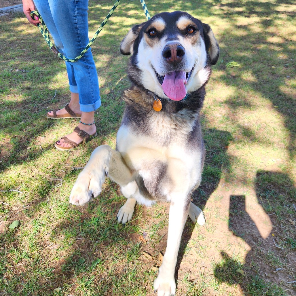 Polly Ann, an adoptable Mixed Breed in Prescott, AZ, 86304 | Photo Image 5